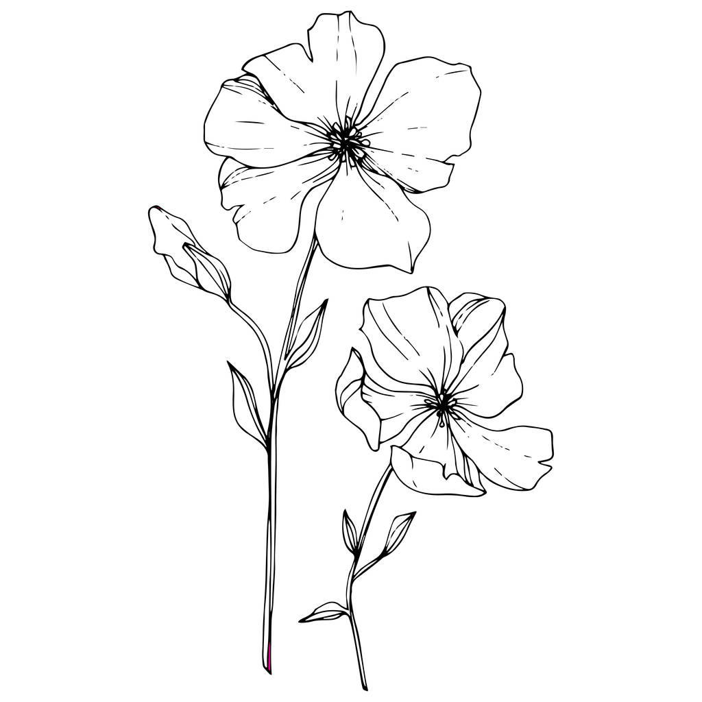 Vector Flax fleur botanique florale. Feuille sauvage de printemps fleur sauvage isolée. Encre gravée en noir et blanc. Élément d'illustration isolé en lin sur fond blanc
. - Vecteur, image