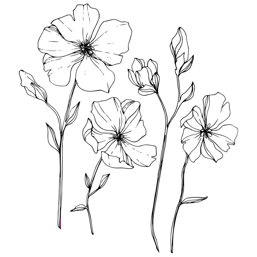 亜麻の花植物花をベクトルします。野生春葉のワイルドフラワーが分離されました。黒と白には、アートが刻まれています。白い背景の上の隔離された亜麻図要素. - ベクター画像