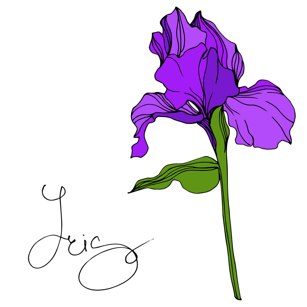 Vector Purple Iris цветочный ботанический цветок. Дикий весенний цветок изолирован. Гравировка чернил. Изолированный элемент иллюстрации радужки
. - Вектор,изображение