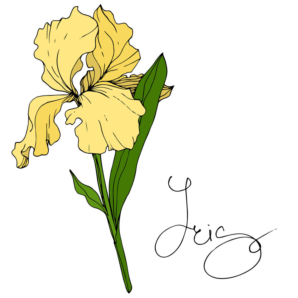 Διάνυσμα floral κίτρινο ίριδας λουλούδι βοτανική. Άγρια άνοιξη φύλλων wildflower απομονωμένη. Χαραγμένο μελάνι τέχνης. Απομονωμένη ίριδας εικονογράφηση στοιχείο. - Διάνυσμα, εικόνα