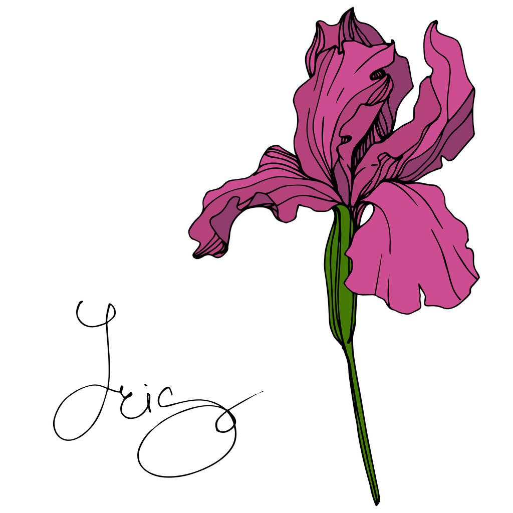 Vector Maroon Iris floral botanical flower. Flor silvestre de hoja de primavera aislada. Arte de tinta grabada. Elemento de ilustración de iris aislado
. - Vector, Imagen