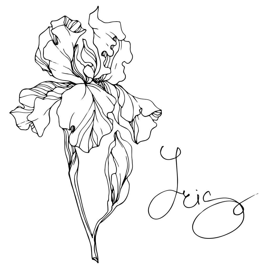 Vektor Iris květinové botanické květin. Divoký jarní listové wildflower izolován. Černá a bílá vyryto inkoust umění. Prvek ilustrace izolované iris. - Vektor, obrázek