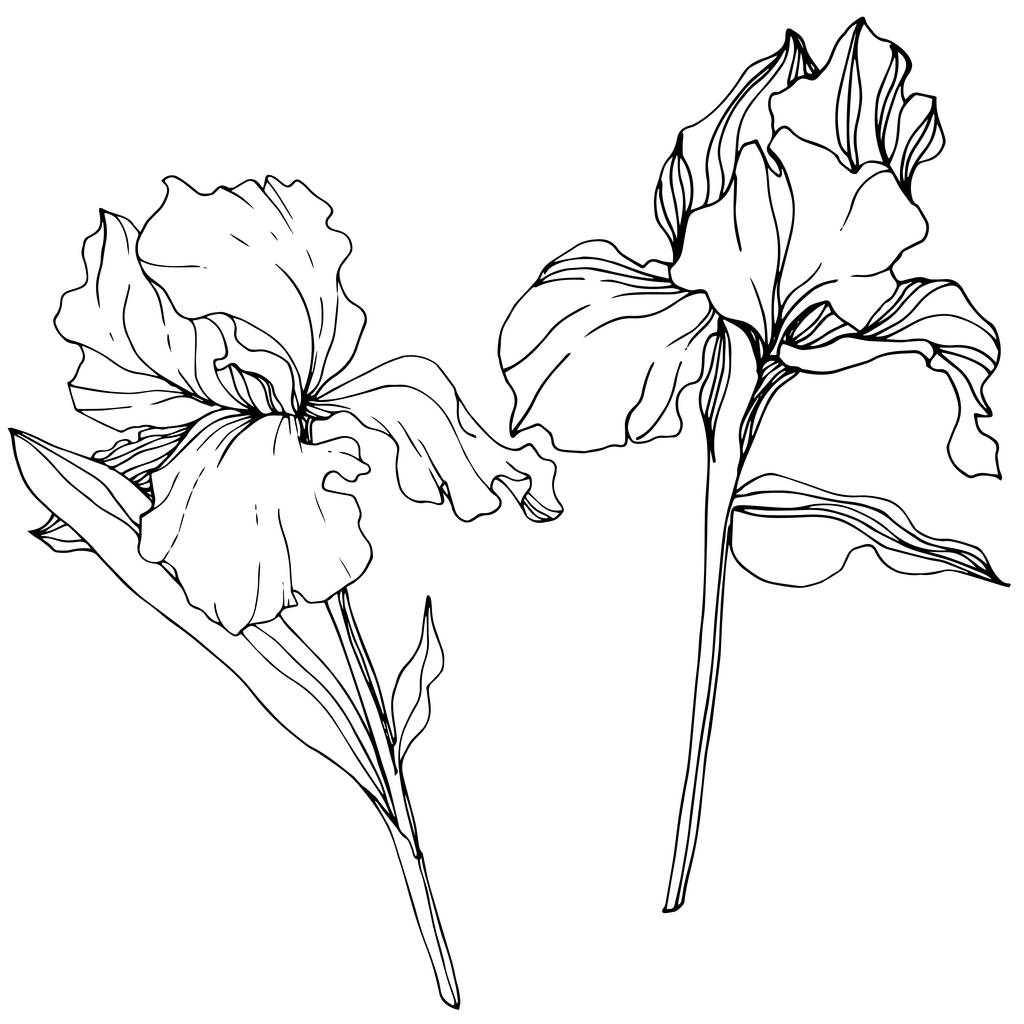 ベクトル アイリスの花植物花。野生春葉のワイルドフラワーが分離されました。黒と白には、アートが刻まれています。孤立したアイリスの図要素. - ベクター画像