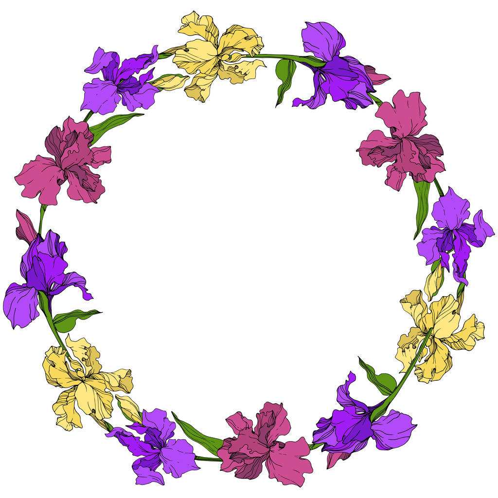 Διάνυσμα μωβ, κίτρινο και το βυσσινί floral βοτανικό λουλούδι Ίρις. Άγρια άνοιξη φύλλων wildflower απομονωμένη. Χαραγμένο μελάνι τέχνης. Πλαίσιο συνόρων στολίδι τετράγωνο. - Διάνυσμα, εικόνα