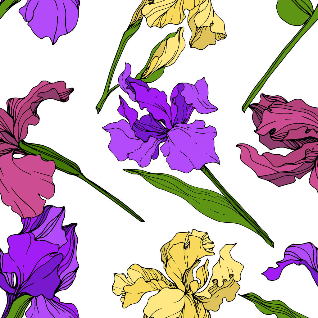 Διάνυσμα κίτρινο, μοβ και βυσσινί floral βοτανικό λουλούδι Ίρις. Άγρια άνοιξη φύλλων wildflower απομονωμένη. Χαραγμένο μελάνι τέχνης. Απρόσκοπτη υπόβαθρο μοτίβο. Ύφασμα ταπετσαρία υφή. - Διάνυσμα, εικόνα