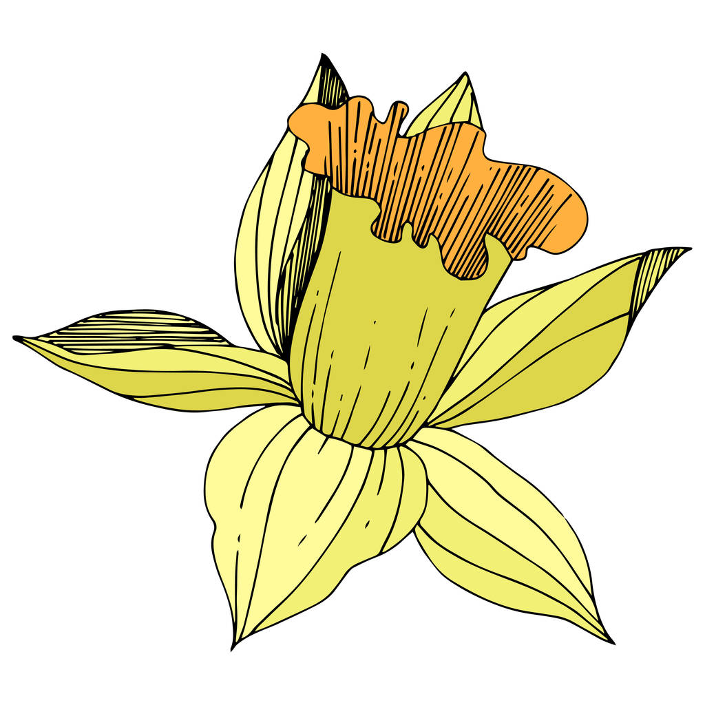 Vector Narciso Amarillo flor botánica floral. Flor silvestre de hoja de primavera aislada. Arte de tinta grabada. Elemento de ilustración narciso aislado sobre fondo blanco
. - Vector, imagen