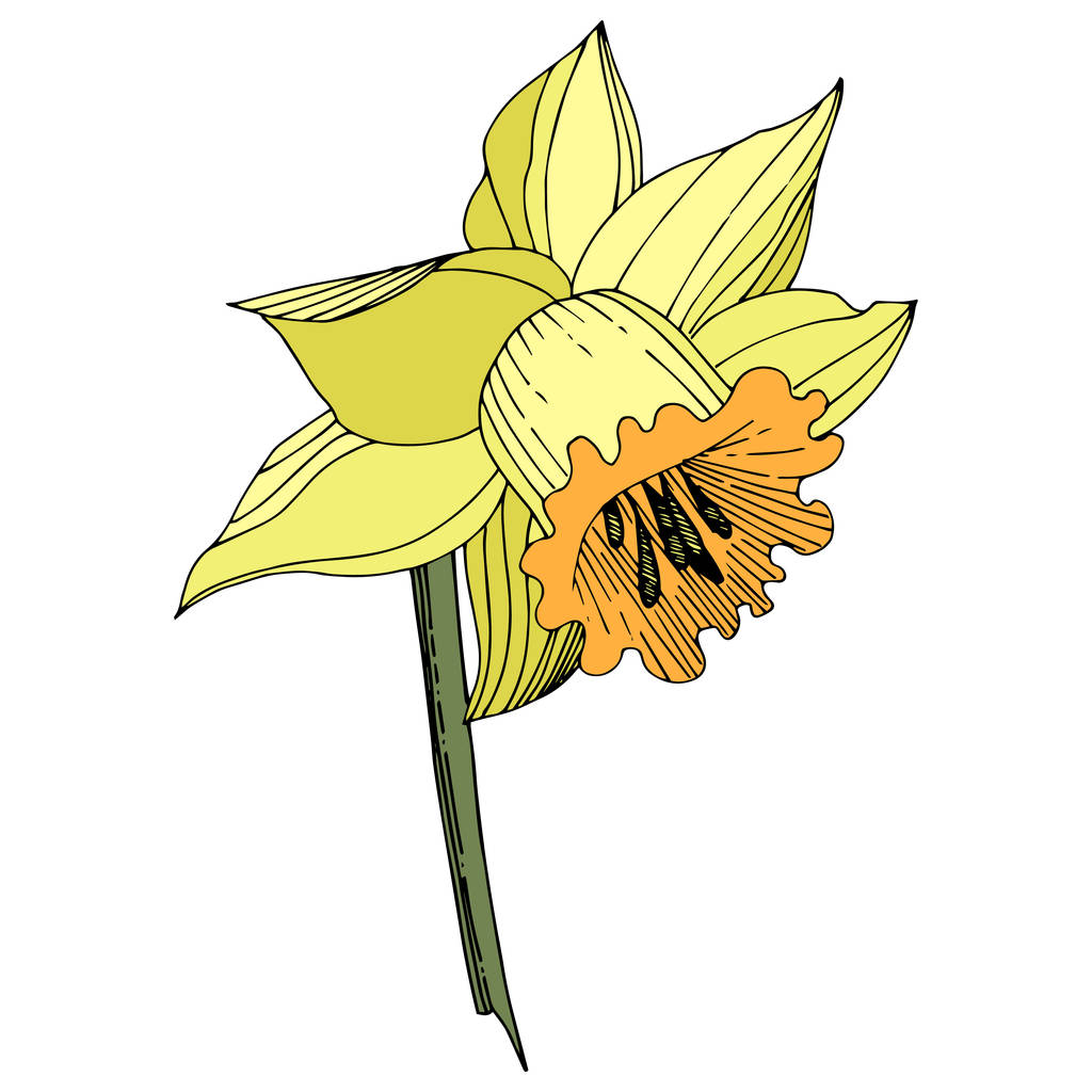 Vector Fleur botanique florale Narcisse jaune. Feuille sauvage de printemps fleur sauvage isolée. Encre gravée. Élément d'illustration narcissique isolé sur fond blanc
. - Vecteur, image