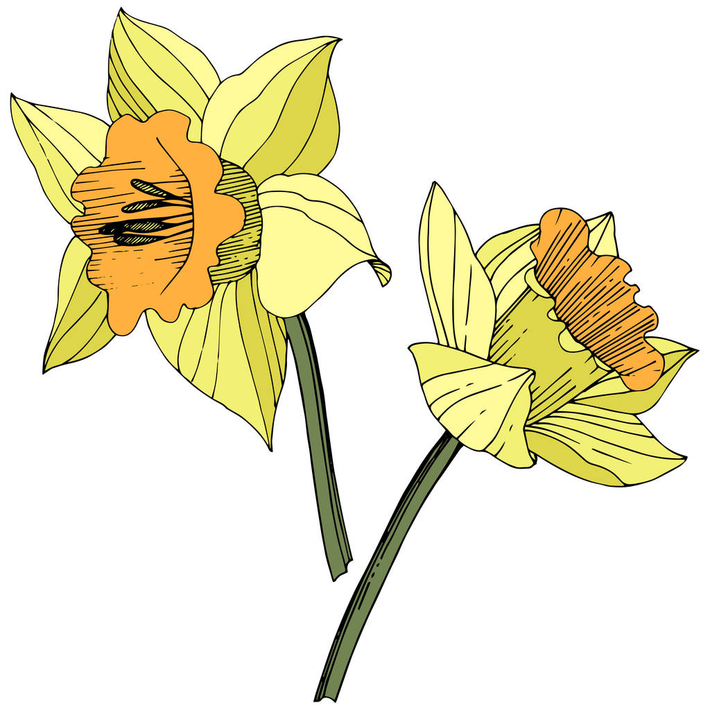 Vektorové žlutý Narcis květinové botanické květin. Divoký jarní listové wildflower izolován. Ryté inkoust umění. Izolované Narcis obrázek prvek na bílém pozadí. - Vektor, obrázek