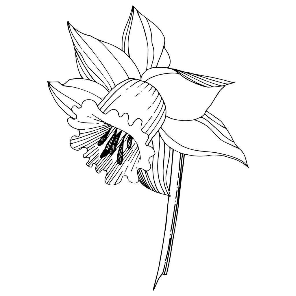 Vector Narcissus flor botánica floral. Flor silvestre de hoja de primavera aislada. Tinta grabada en blanco y negro. Elemento de ilustración narciso aislado sobre fondo blanco
. - Vector, Imagen