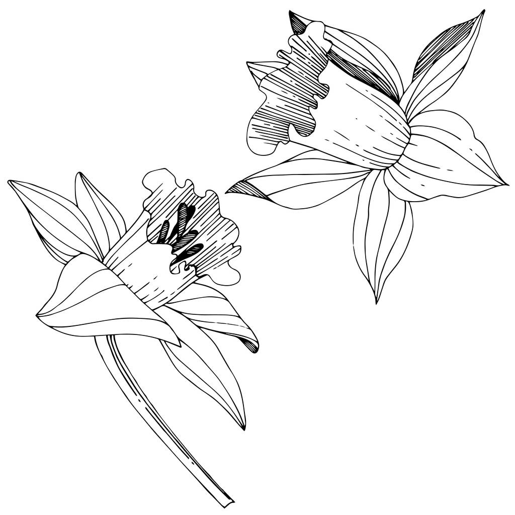 Вектор Нарцисс цветочный ботанический цветок. Дикий весенний цветок изолирован. Черно-белый рисунок чернил. Изолированный элемент иллюстрации нарцисса на белом фоне
. - Вектор,изображение