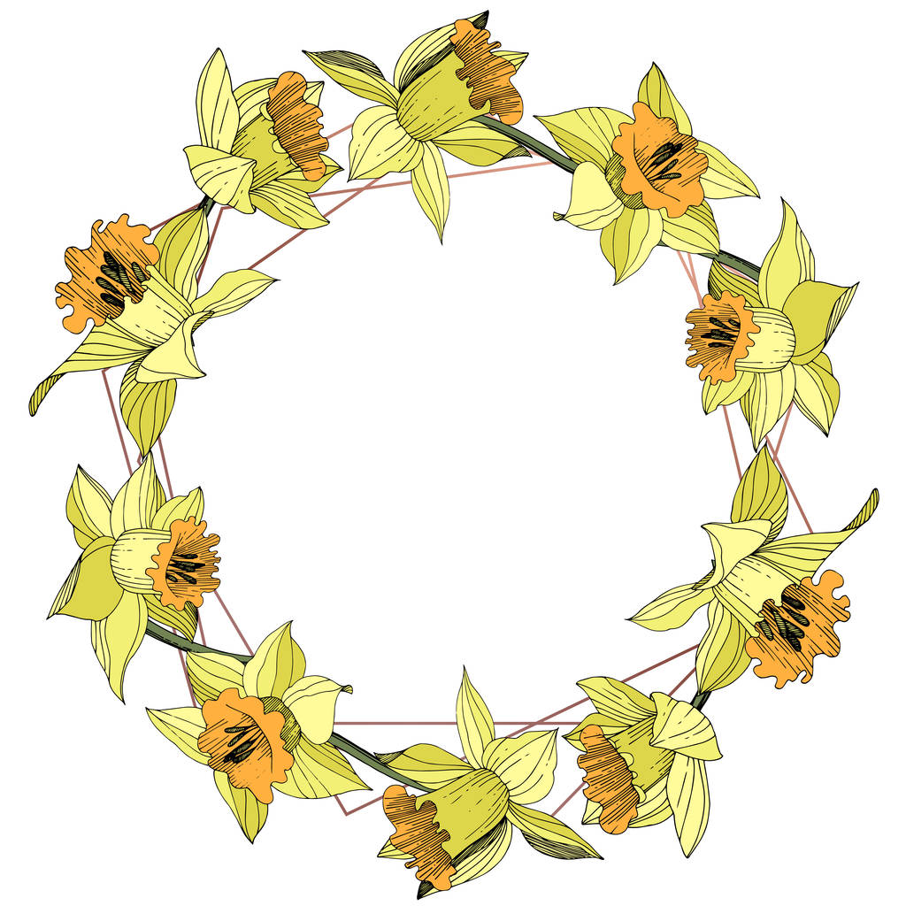 Vektor sárga nárcisz virág botanikai virág. Vad tavaszi levél vadvirág elszigetelt. Vésett tinta art. Test határ Dísz tér. - Vektor, kép