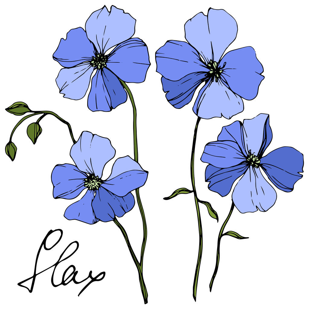 Διάνυσμα floral βοτανικό λουλούδι μπλε λινάρι. Άγρια άνοιξη φύλλων wildflower απομονωμένη. Χαραγμένο μελάνι τέχνης. Απομονωμένη λίνου εικονογράφηση στοιχείο σε λευκό φόντο. - Διάνυσμα, εικόνα