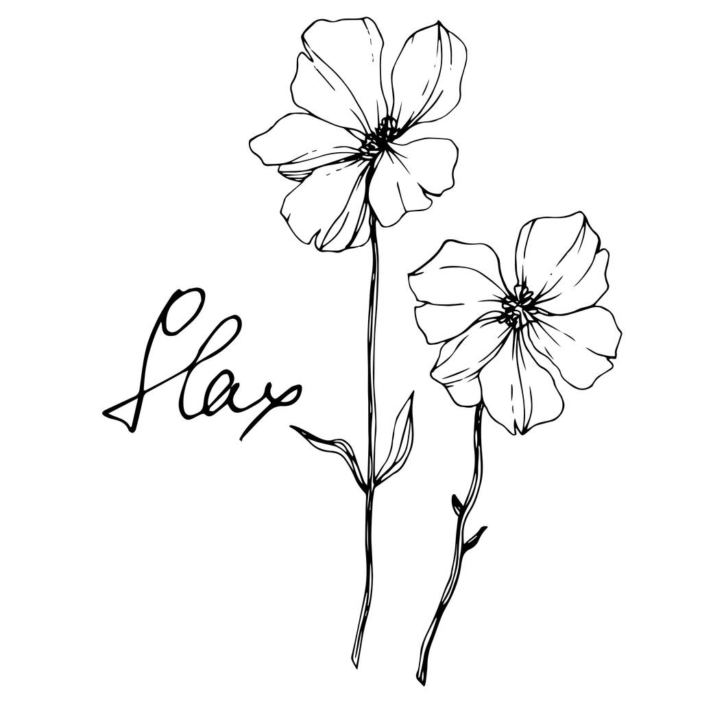 Vector Flax flor botânica floral. Folha selvagem primavera wildflower isolado. Tinta gravada a preto e branco. Isolado elemento de ilustração de linho sobre fundo branco
. - Vetor, Imagem
