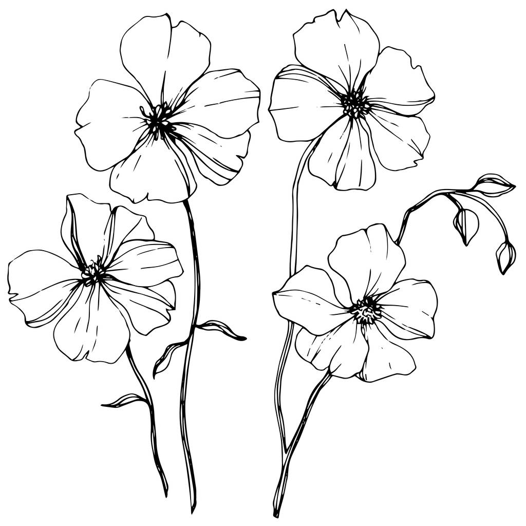 Διάνυσμα floral βοτανικό άνθους λιναριού. Άγρια άνοιξη φύλλων wildflower απομονωμένη. Μαύρο και άσπρο χαραγμένο μελάνι τέχνης. Απομονωμένη λίνου εικονογράφηση στοιχείο σε λευκό φόντο. - Διάνυσμα, εικόνα