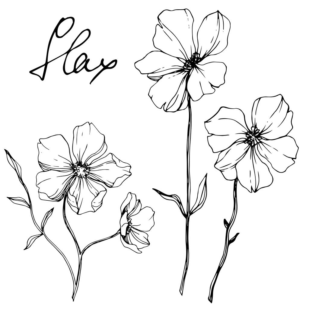 Vector Flax floral botanical flower. Wild spring leaf wildflower isolated. Black and white engraved ink art. Isolated flax illustration element on white background. - Vector, Image