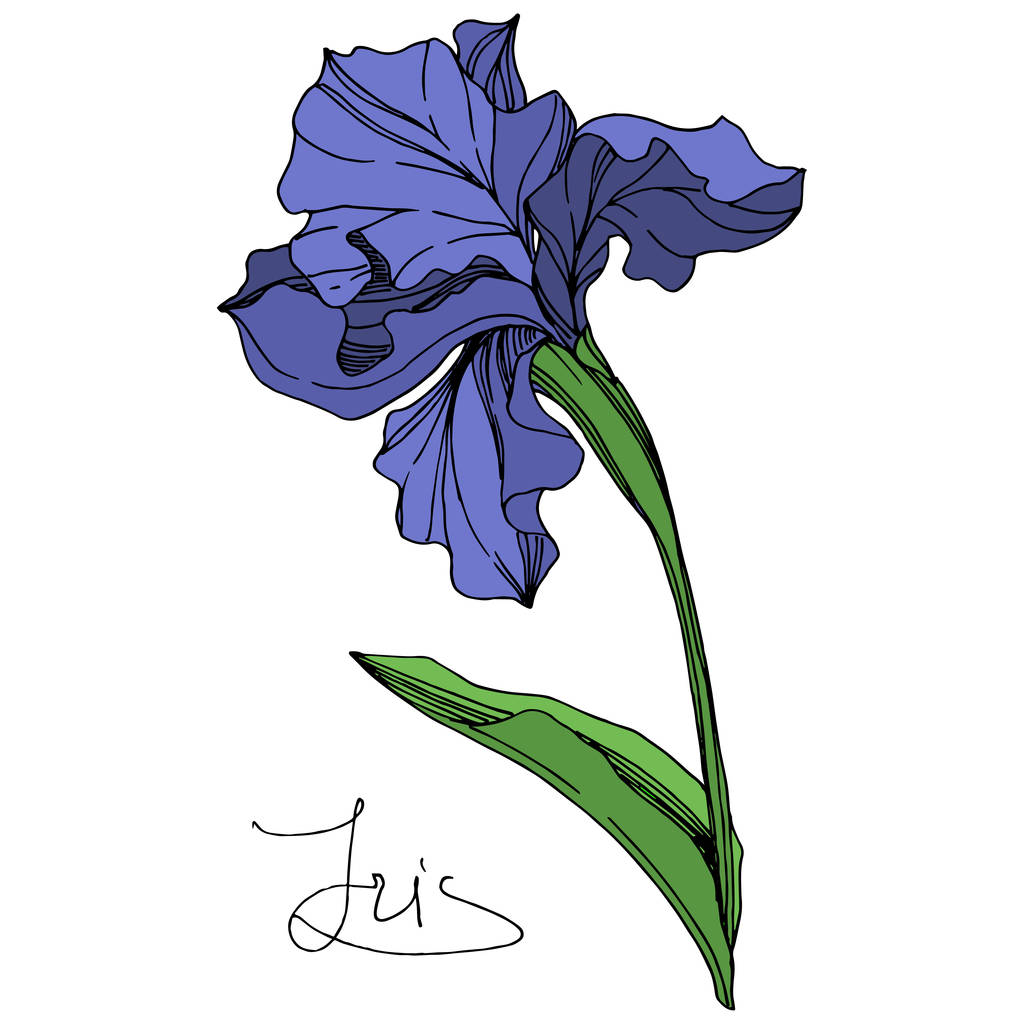 Vektori Sininen iiris kukka kasvitieteellinen kukka. Villi kevään lehti luonnonvarainen kukka eristetty. Sinistä ja vihreää kaiverrettua mustetta. Erillinen värikalvon kuvituselementti valkoisella taustalla
. - Vektori, kuva