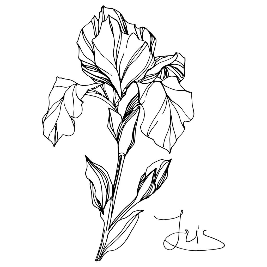 Vecteur Iris fleur botanique florale. Feuille sauvage de printemps fleur sauvage isolée. Encre gravée en noir et blanc. Élément d'illustration d'iris isolé sur fond blanc. - Vecteur, image