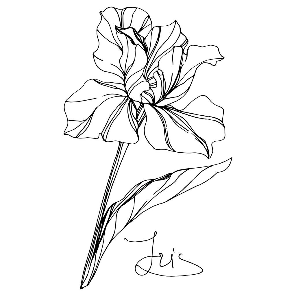 Wektor Iris kwiatowy kwiat botaniczny. Dziki wiosenny liść odizolowany. Czarno-biała grawerowana sztuka tuszu. Izolowany element ilustracji tęczówki na białym tle. - Wektor, obraz