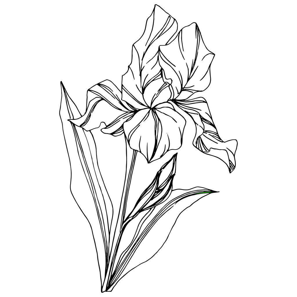 Fiore botanico floreale del vettore Iris. Fiore selvatico primaverile isolato. Inchiostro inciso in bianco e nero art. Isolato elemento di illustrazione dell'iride su sfondo bianco. - Vettoriali, immagini