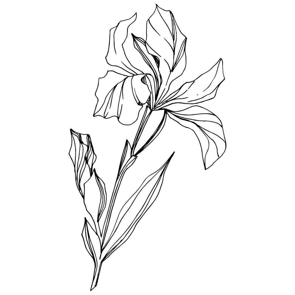 Vector Iris flor botánica floral. Flor silvestre de hoja de primavera aislada. Tinta grabada en blanco y negro. Elemento de ilustración de iris aislado sobre fondo blanco. - Vector, imagen