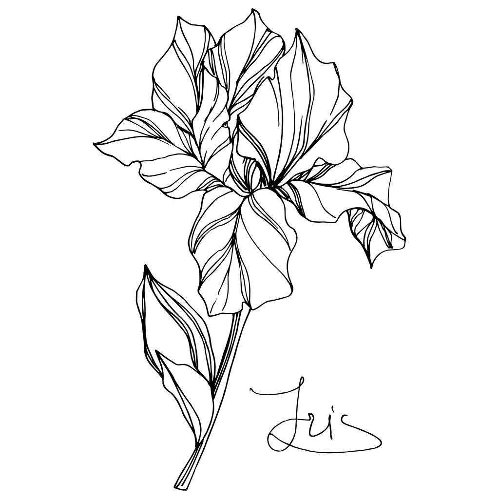Διάνυσμα Ίρις λουλούδι βοτανικό λουλούδι. Άγριο ανοιξιάτικο λουλούδι απομονωμένο. Μαύρο και άσπρο χαραγμένο μελάνι τέχνης. Μεμονωμένο στοιχείο απεικόνισης ίριδας σε λευκό φόντο. - Διάνυσμα, εικόνα