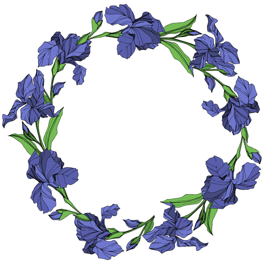 Vektor blaue Iris Blumen botanische Blume auf weißem Hintergrund. wildes Frühlingsblatt Wildblume isoliert. blau und grün gravierte Tuschekunst. Rahmen Rand Ornament Quadrat. - Vektor, Bild