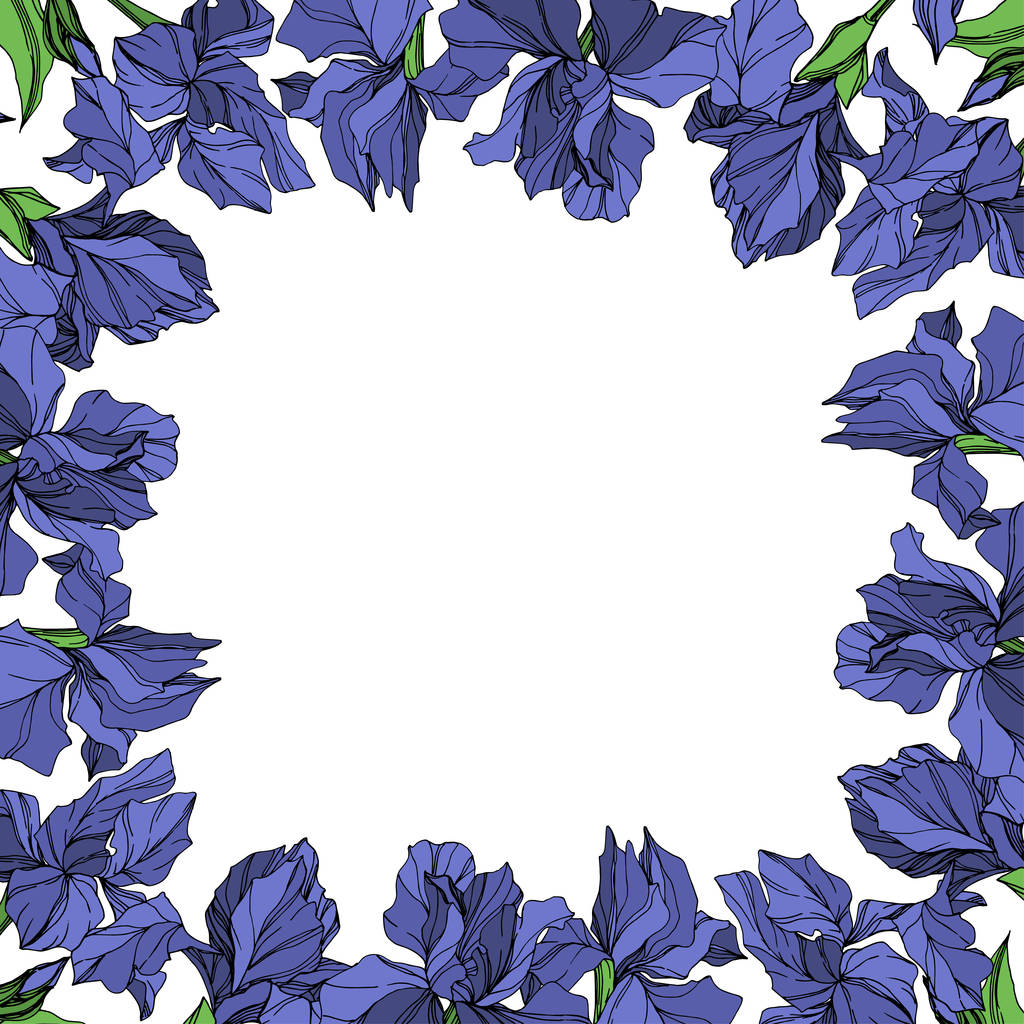 ベクトル ブルー アイリス花植物の花白い背景の上の。野生春葉のワイルドフラワーが分離されました。青と緑の刻まれたインク アート。フレーム枠飾りスクエア. - ベクター画像