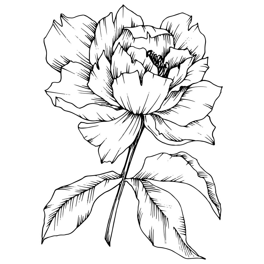 Vektor pünkösdi rózsa virág botanikai virág. Vad tavaszi levél vadvirág elszigetelt. Fekete-fehér vésett tinta art. Elszigetelt bazsarózsa ábra elem. - Vektor, kép