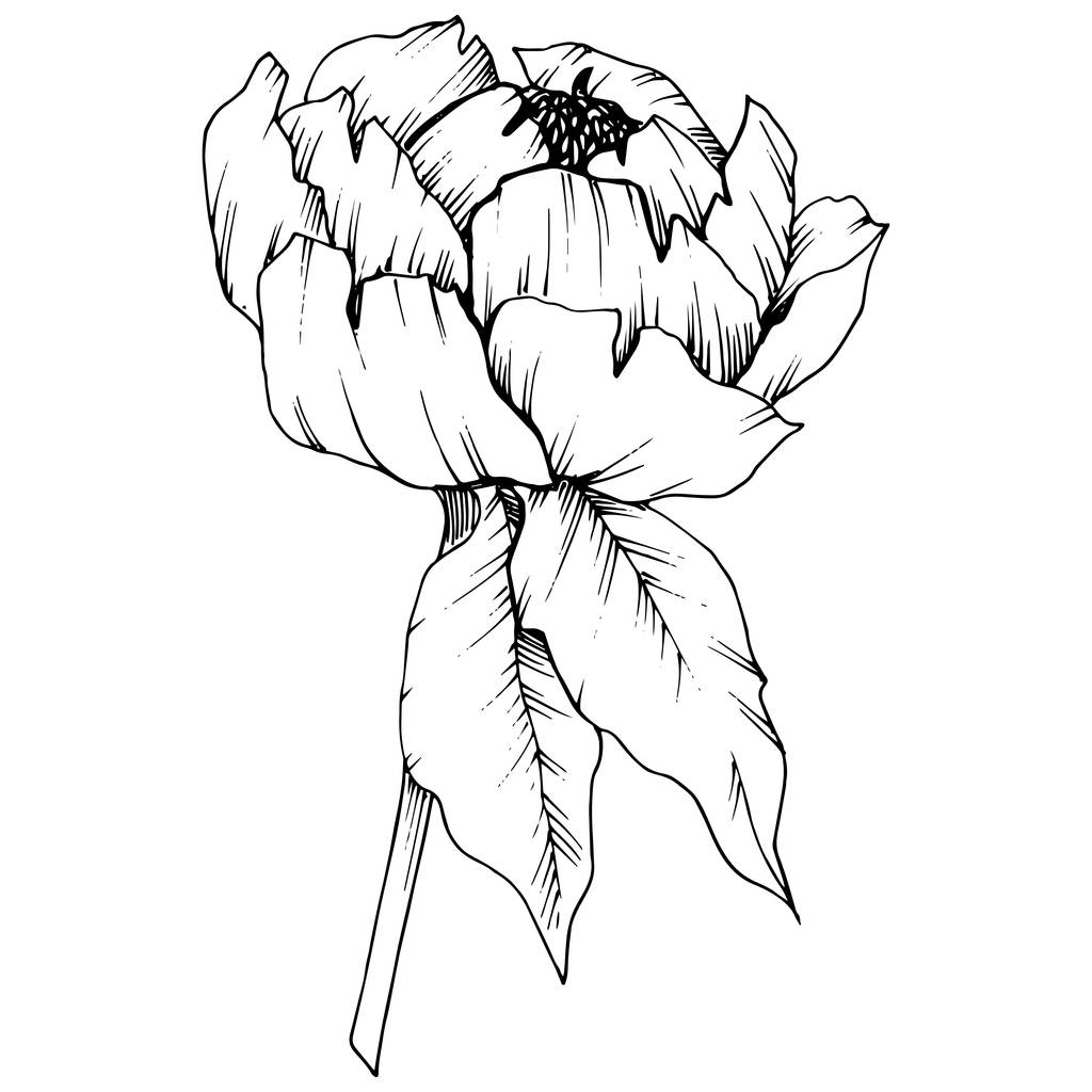 Vecteur Pivoine fleur botanique florale. Feuille sauvage de printemps fleur sauvage isolée. Encre gravée en noir et blanc. Élément d'illustration de pivoine isolé
. - Vecteur, image