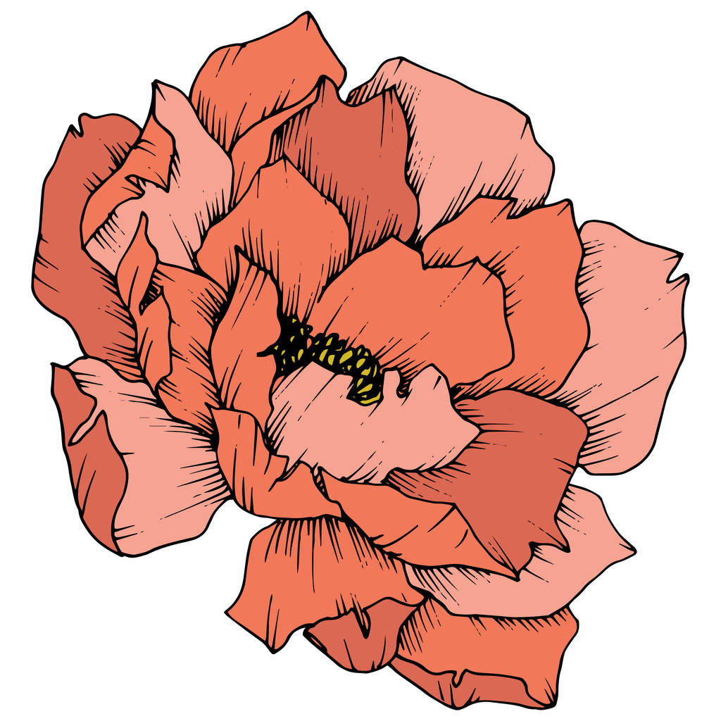 Vektor narancs pünkösdi rózsa virág botanikai virág. Vad tavaszi levél vadvirág elszigetelt. Vésett tinta art. Elszigetelt bazsarózsa ábra elem fehér háttér. - Vektor, kép