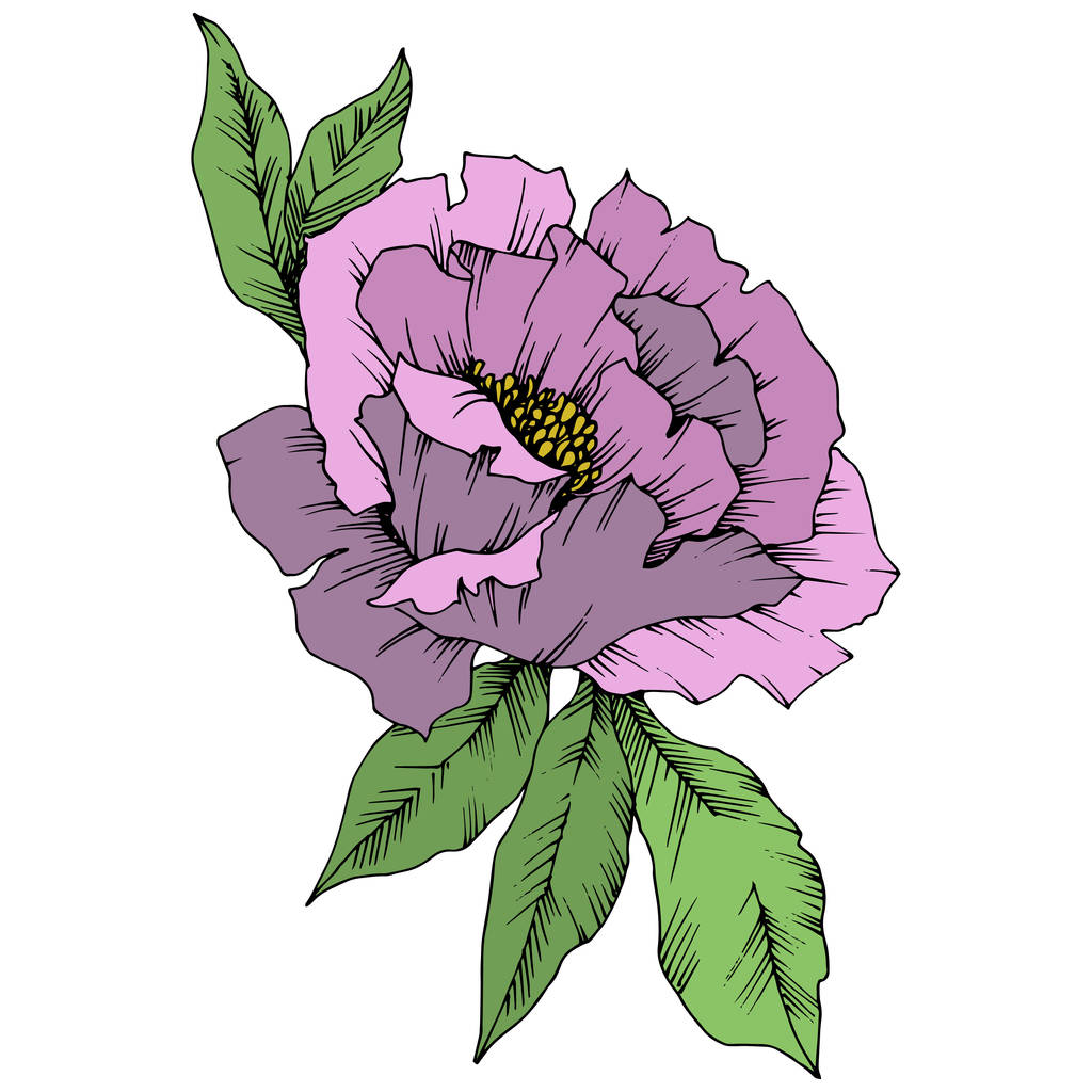 Vector paarse Peony floral botanische bloem. Wild voorjaar blad wildflower geïsoleerd. Gegraveerde inkt art. Geïsoleerde peony illustratie element op witte achtergrond. - Vector, afbeelding