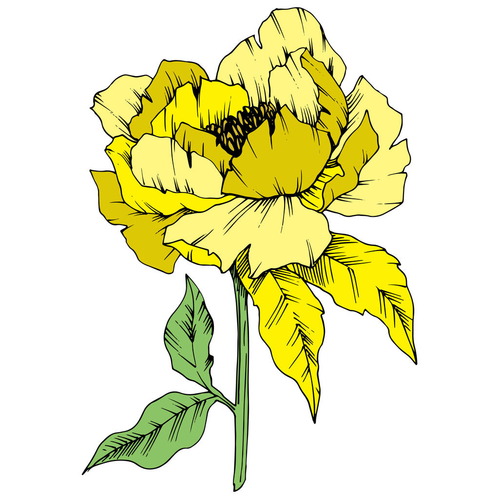 Διάνυσμα floral κίτρινο παιωνία λουλούδι βοτανική. Άγρια άνοιξη φύλλων wildflower απομονωμένη. Χαραγμένο μελάνι τέχνης. Απομονωμένη παιωνία εικονογράφηση στοιχείο σε λευκό φόντο. - Διάνυσμα, εικόνα