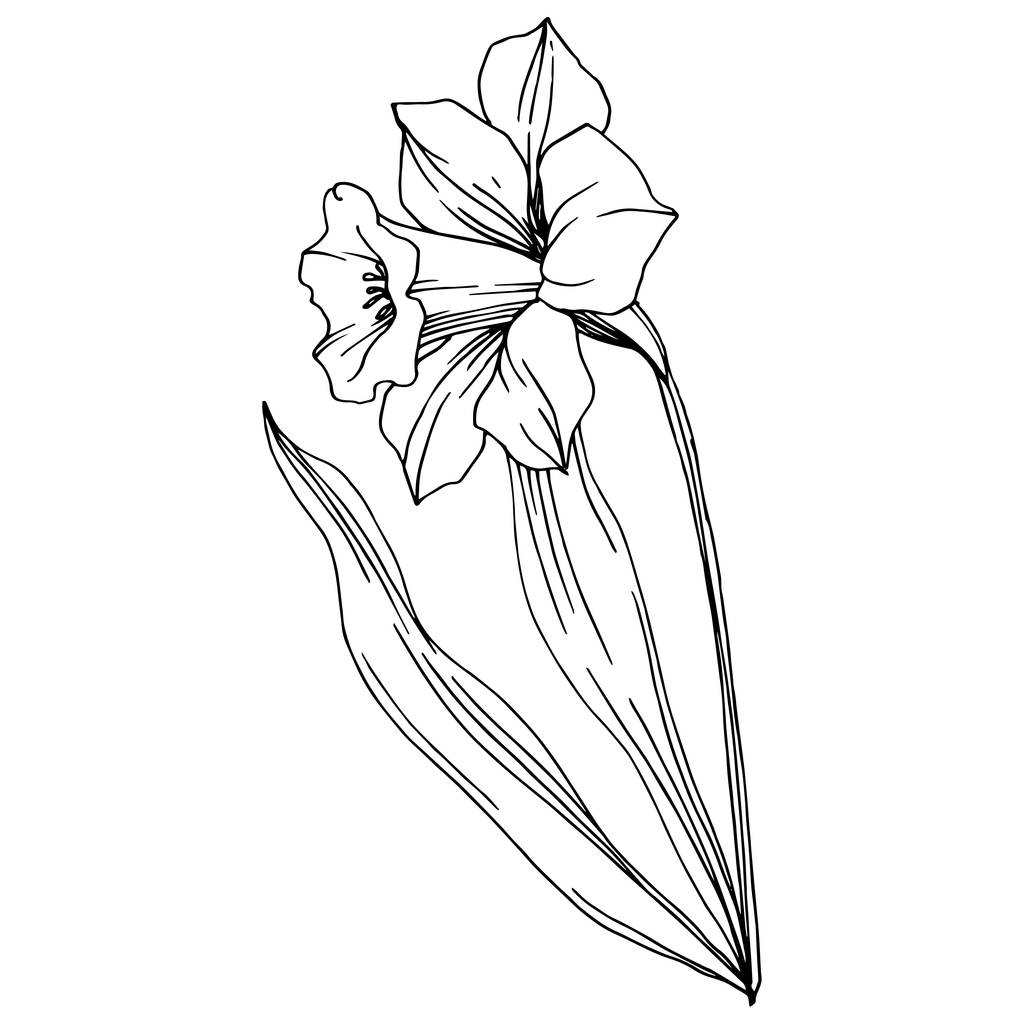 Διάνυσμα floral βοτανικό λουλούδι νάρκισσος. Άγρια άνοιξη φύλλων wildflower απομονωμένη. Μαύρο και άσπρο χαραγμένο μελάνι τέχνης. Απομονωμένη Νάρκισσος εικόνα στοιχείο. - Διάνυσμα, εικόνα