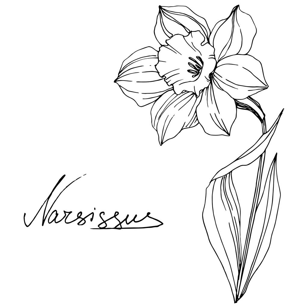 Vektori Narcissus kukka kasvitieteellinen kukka. Villi kevään lehti luonnonvarainen kukka eristetty. Musta ja valkoinen kaiverrettu muste taidetta. Erillinen Narcissus-havainnollistamiselementti
. - Vektori, kuva