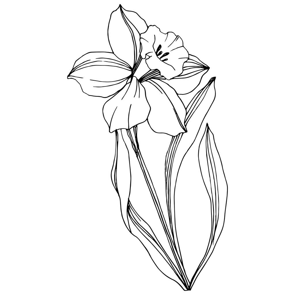Vecteur Narcisse fleur botanique florale. Feuille sauvage de printemps fleur sauvage isolée. Encre gravée en noir et blanc. Élément d'illustration narcissique isolé
. - Vecteur, image