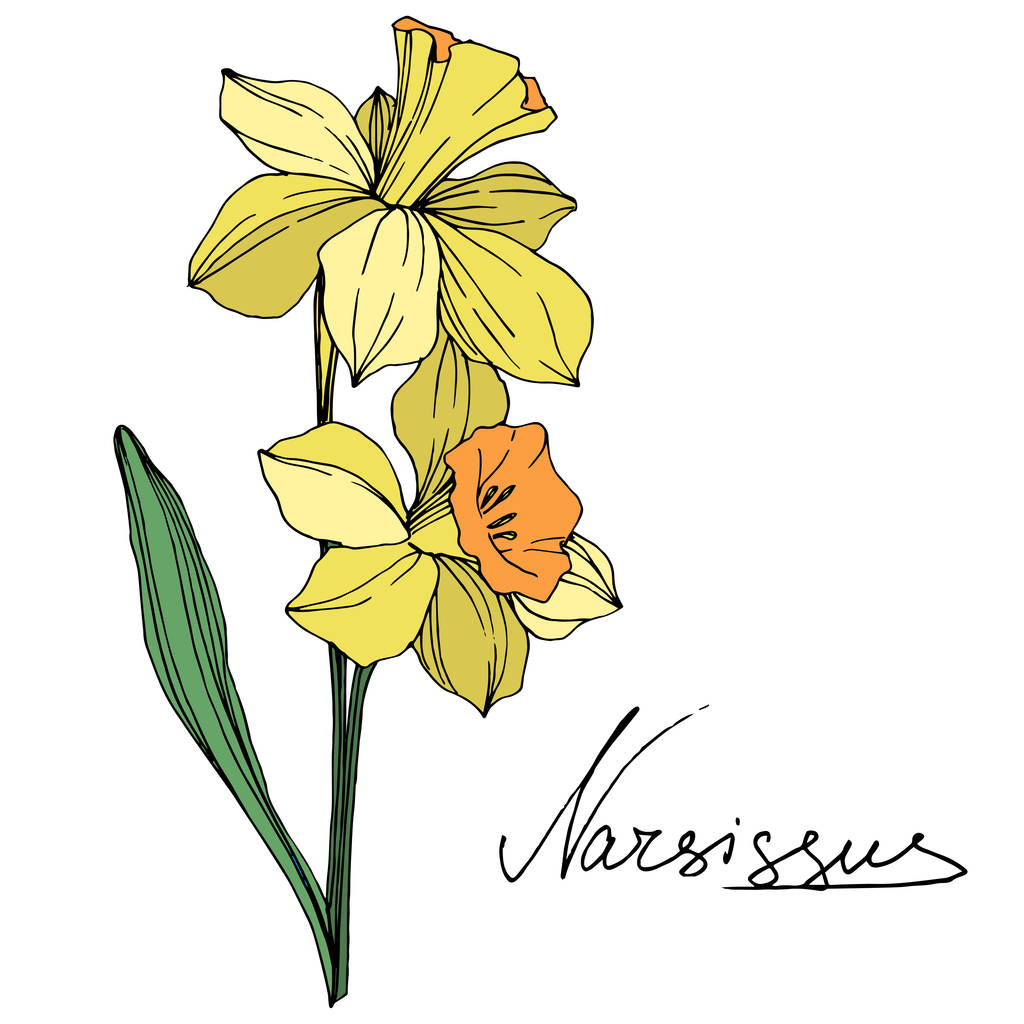 Vector Yellow Narcissus цветочный ботанический цветок. Дикий весенний цветок изолирован. Гравировка чернил. Изолированный элемент иллюстрации нарцисса на белом фоне
. - Вектор,изображение