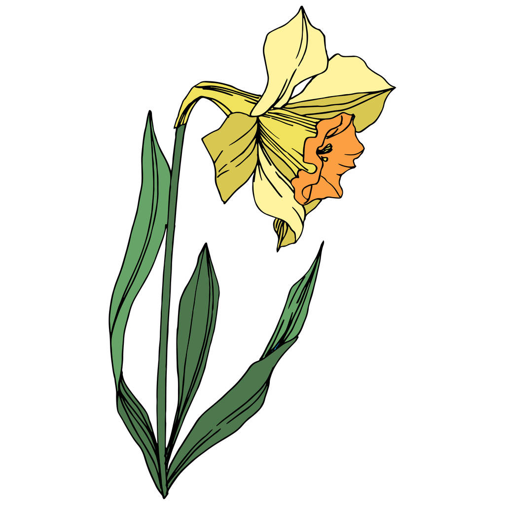 Vetor Amarelo Narciso flor botânica floral. Folha selvagem primavera wildflower isolado. Arte de tinta gravada. Isolado elemento ilustração narciso sobre fundo branco
. - Vetor, Imagem