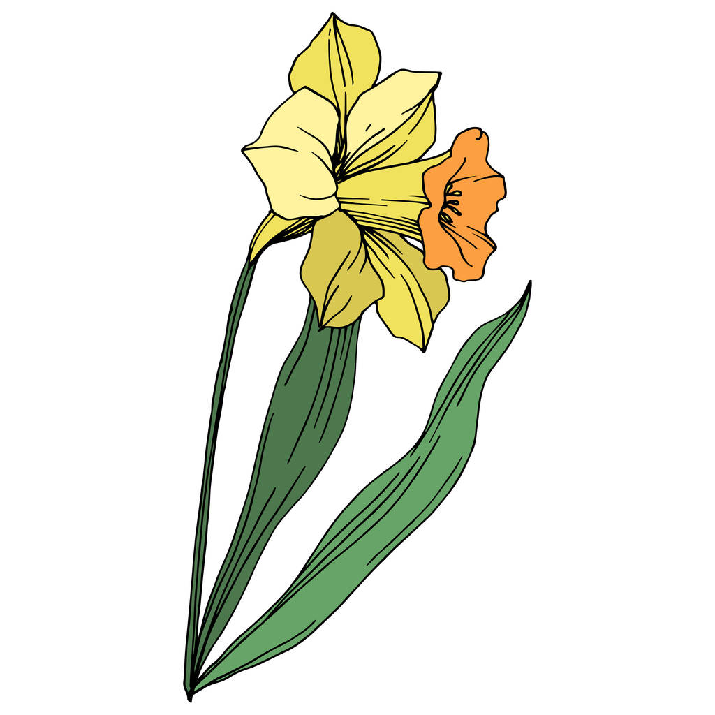 Διάνυσμα floral κίτρινος νάρκισσος λουλούδι βοτανική. Άγρια άνοιξη φύλλων wildflower απομονωμένη. Χαραγμένο μελάνι τέχνης. Απομονωμένη νάρκισσος εικονογράφηση στοιχείο σε λευκό φόντο. - Διάνυσμα, εικόνα