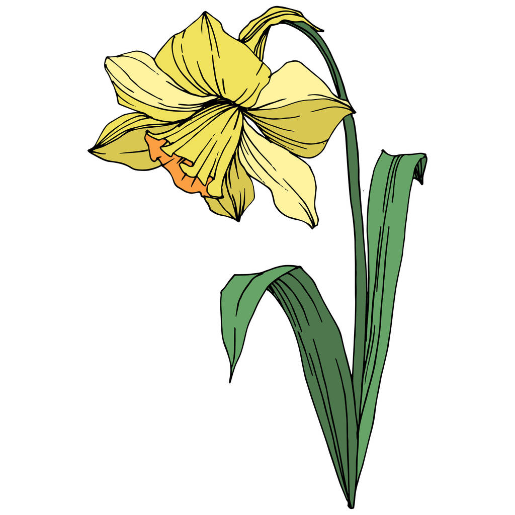 Вектор Жовтий Нарцис квіткова ботанічна квітка. Дикий весняний лист ізольований. Вигравіруване чорнило. Ізольований ілюстративний елемент нарциса на білому тлі
. - Вектор, зображення