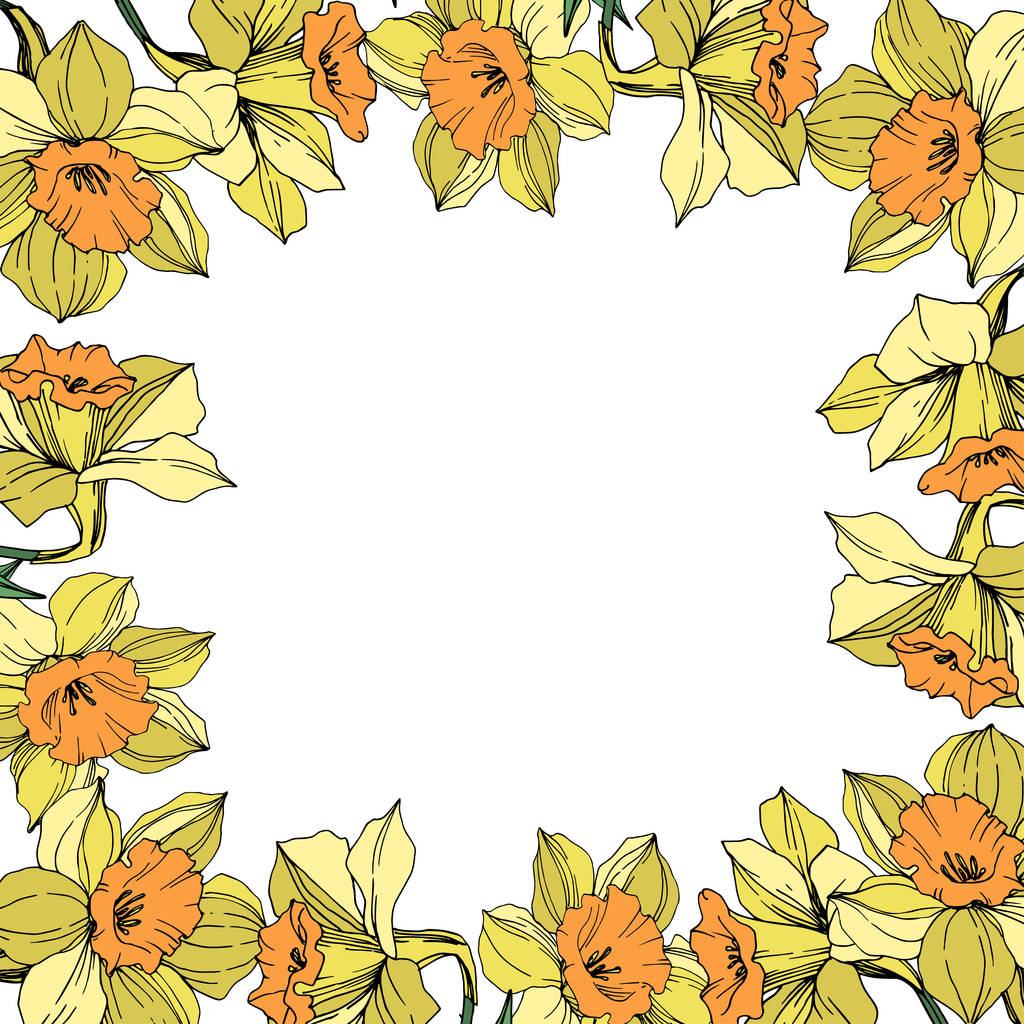 ベクター黄色いスイセンの花植物花 野生春葉のワイルドフラワーが分離されました 刻まれたインク アート フレーム枠飾りスクエア ロイヤリティフリーのベクターグラフィック画像