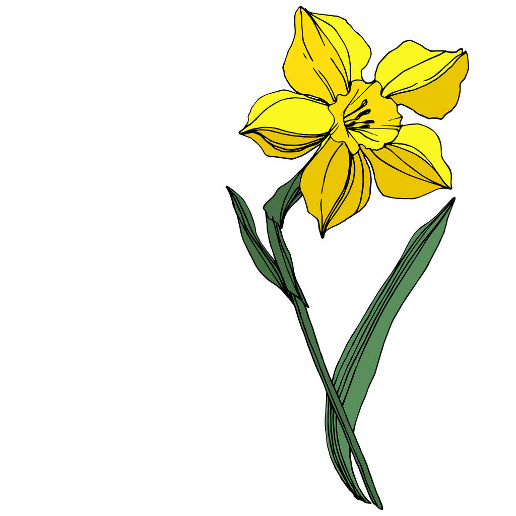 Vektör sarı nergis botanik çiçek. Vahşi bahar yaprak izole kır çiçeği. Oyulmuş mürekkep sanat. İzole nergis illüstrasyon öğe beyaz arka plan üzerinde. - Vektör, Görsel