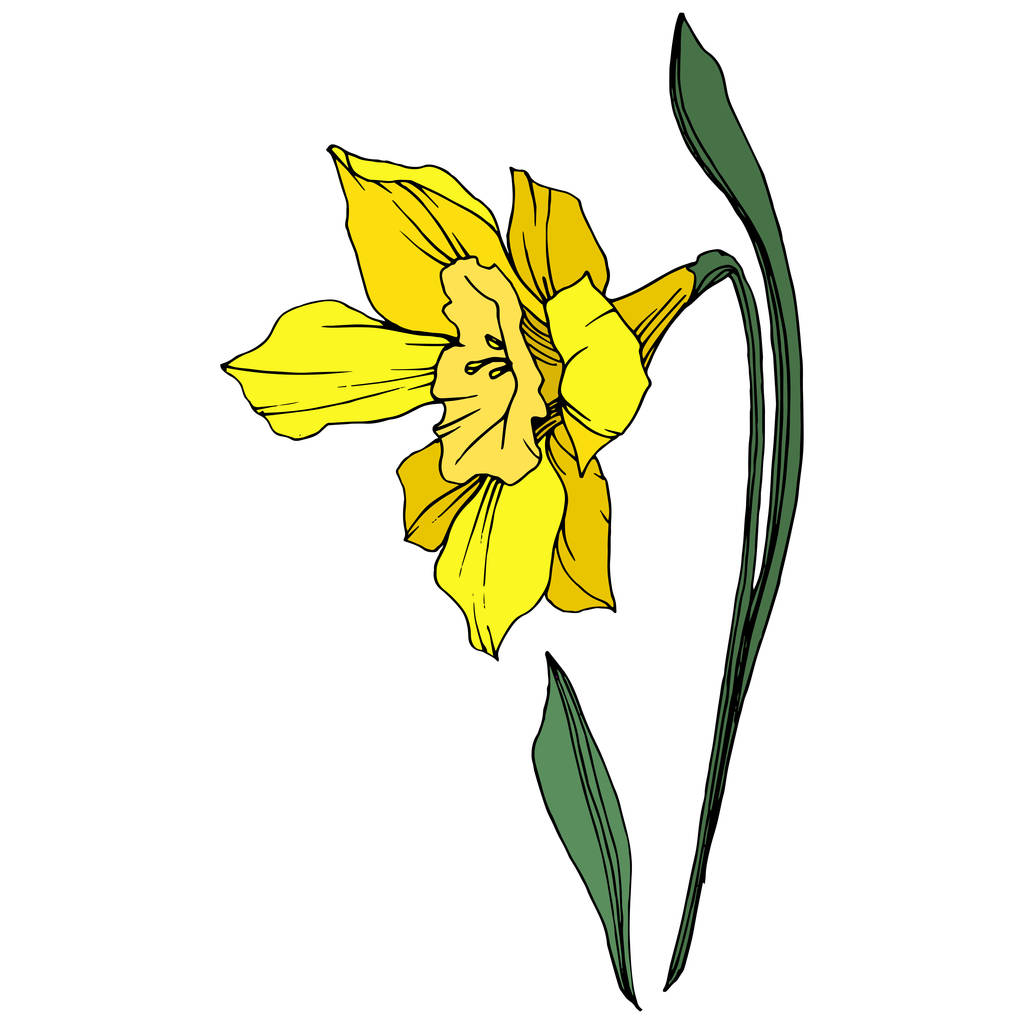 ベクター黄色いスイセンの花植物花。野生春葉のワイルドフラワーが分離されました。刻まれたインク アート。白い背景の分離の水仙の図要素. - ベクター画像