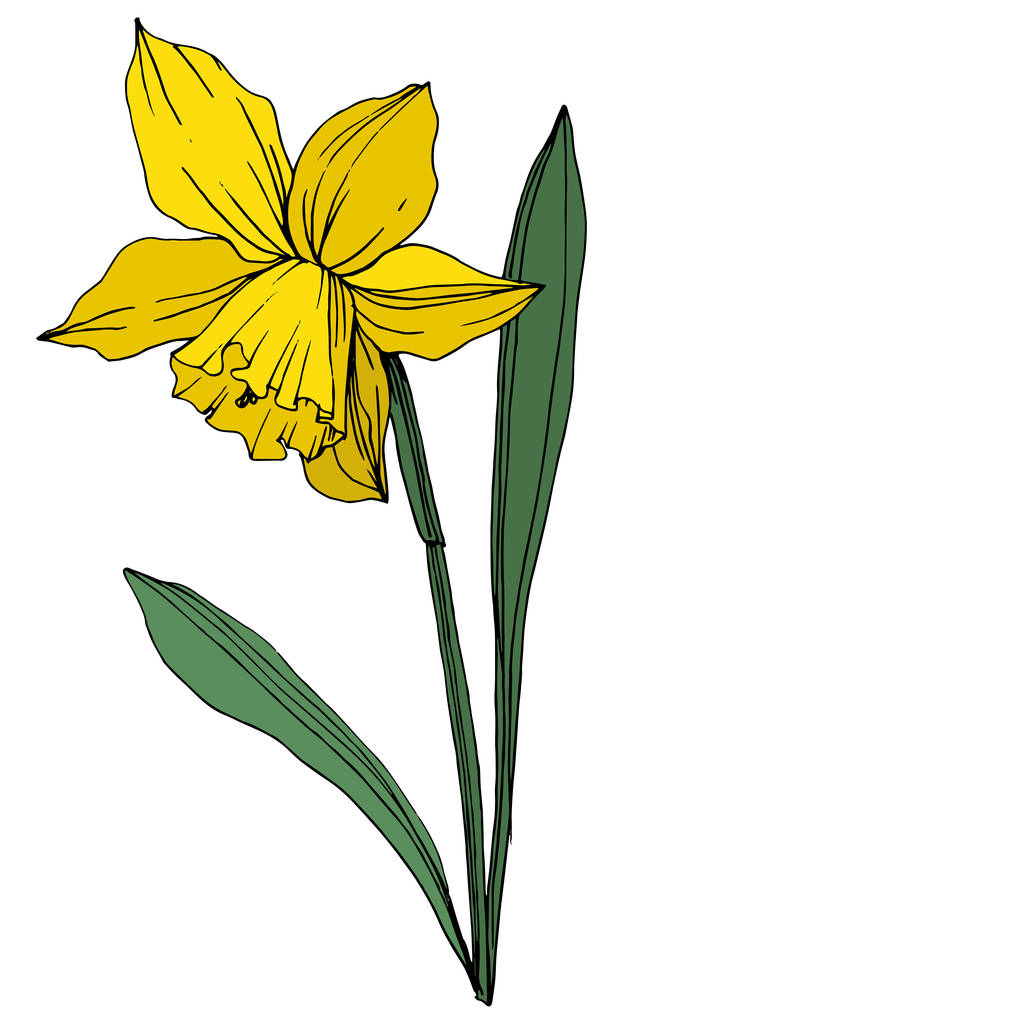 Vektor sárga nárcisz virág botanikai virág. Vad tavaszi levél vadvirág elszigetelt. Vésett tinta art. Elszigetelt nárcisz ábra elem fehér háttér. - Vektor, kép
