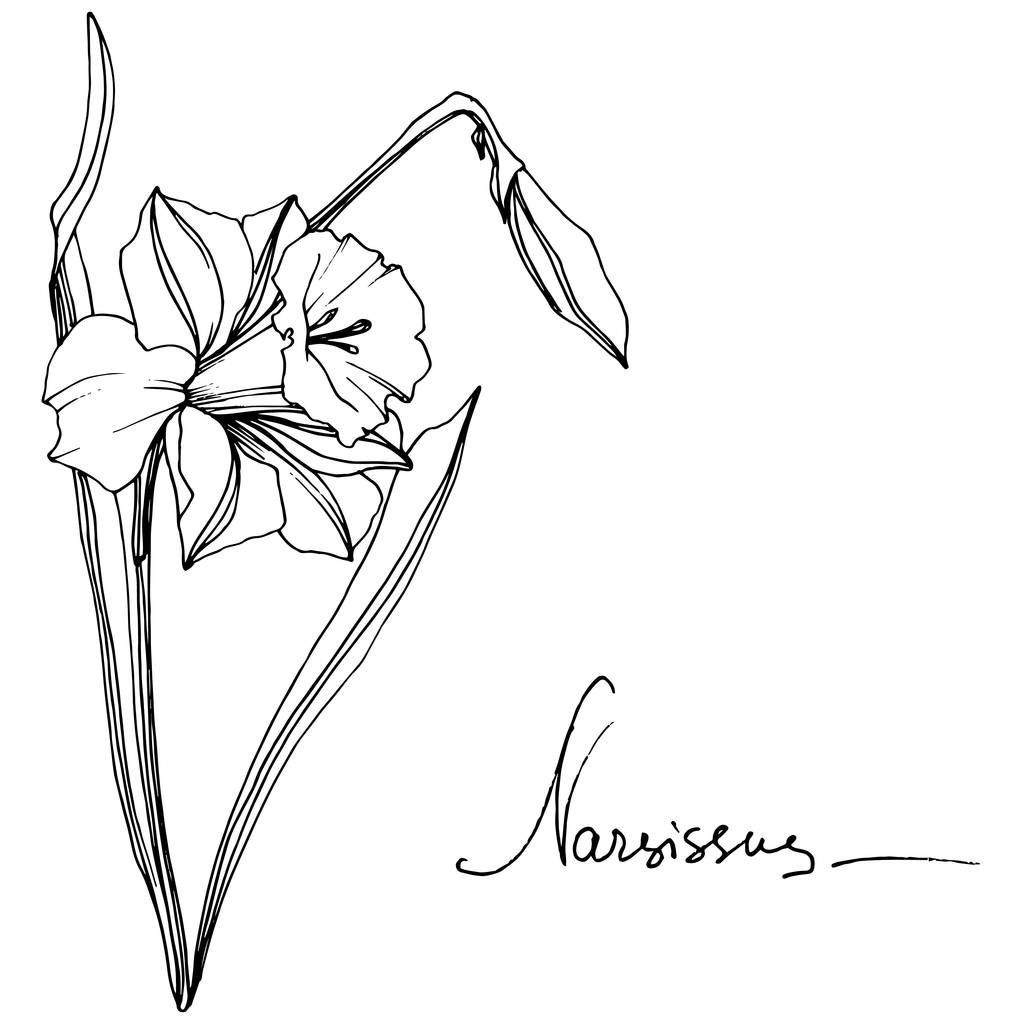 Vektör Narcissus botanik çiçek. Vahşi bahar yaprak izole kır çiçeği. Siyah ve beyaz mürekkep sanat kazınmış. İzole nergis illüstrasyon öğesi. - Vektör, Görsel