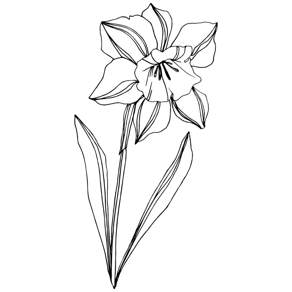 Vector Narcissus flor botánica floral. Flor silvestre de hoja de primavera aislada. Tinta grabada en blanco y negro. Elemento de ilustración narciso aislado
. - Vector, imagen