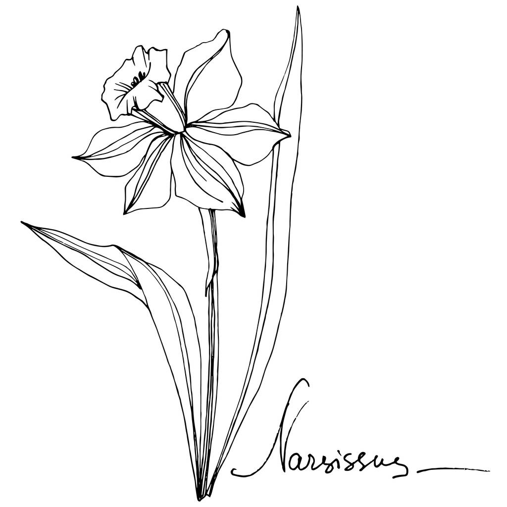 Vector Narcissus flor botánica floral. Flor silvestre de hoja de primavera aislada. Tinta grabada en blanco y negro. Elemento de ilustración narciso aislado
. - Vector, Imagen