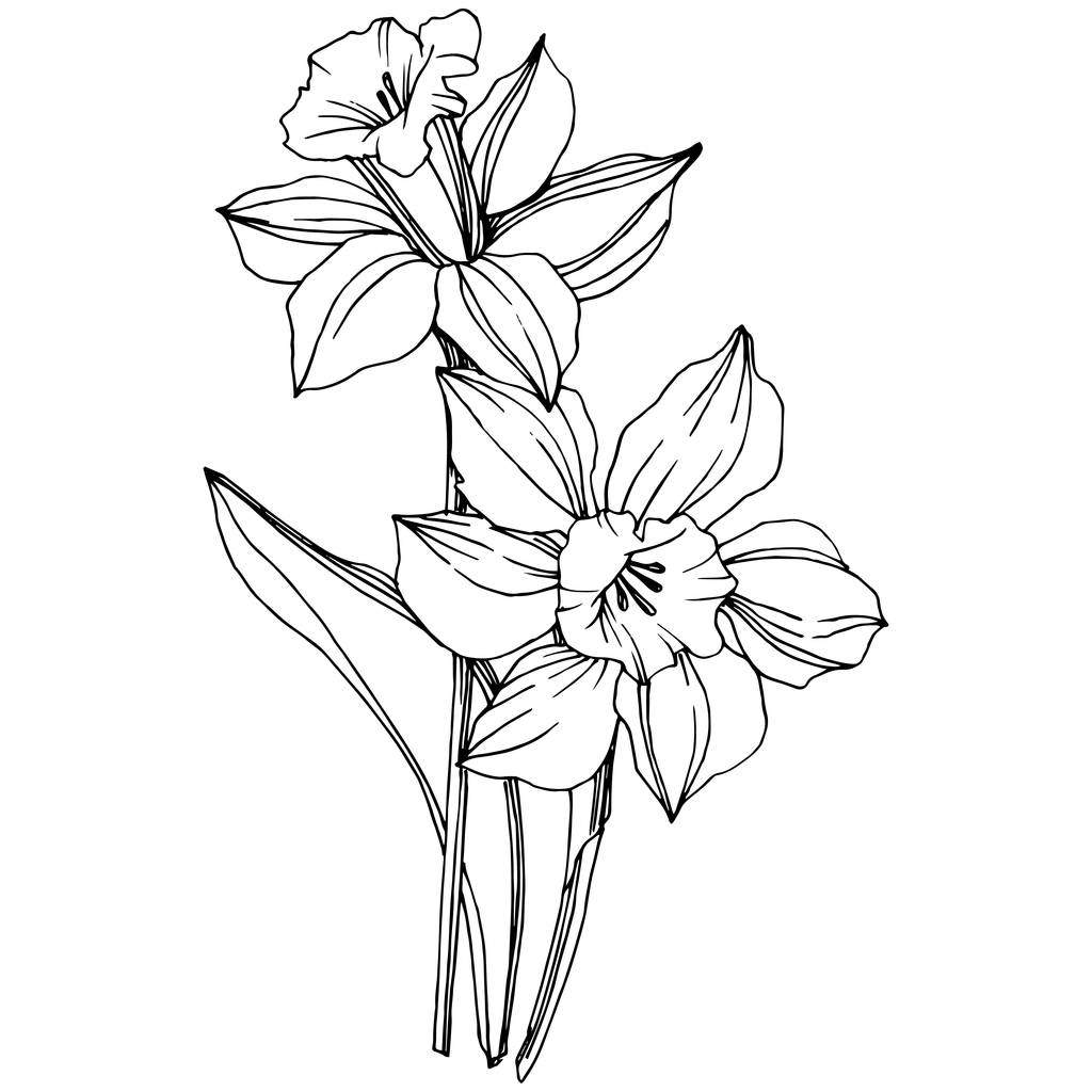 Διάνυσμα floral βοτανικό λουλούδι νάρκισσος. Άγρια άνοιξη φύλλων wildflower απομονωμένη. Μαύρο και άσπρο χαραγμένο μελάνι τέχνης. Απομονωμένη Νάρκισσος εικόνα στοιχείο. - Διάνυσμα, εικόνα