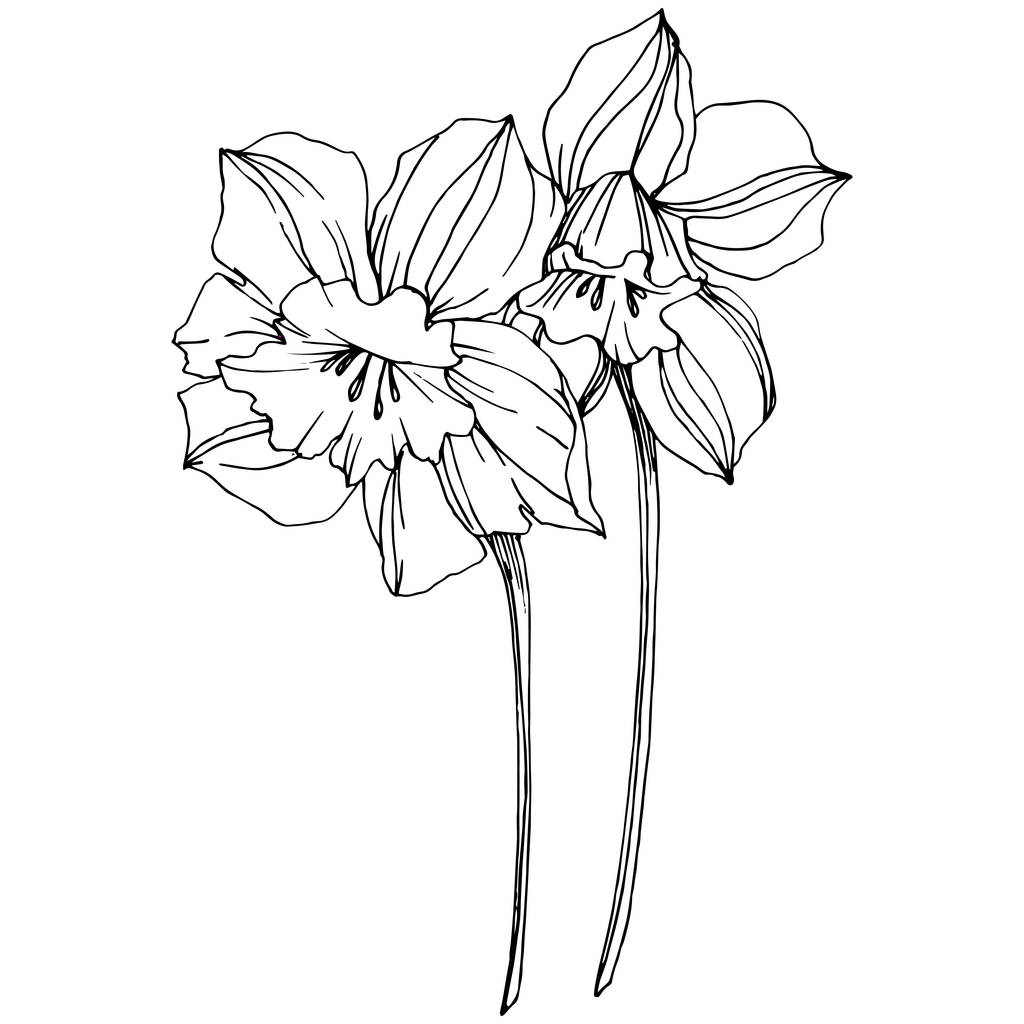 Vektör Narcissus botanik çiçek. Vahşi bahar yaprak izole kır çiçeği. Siyah ve beyaz mürekkep sanat kazınmış. İzole nergis illüstrasyon öğesi. - Vektör, Görsel
