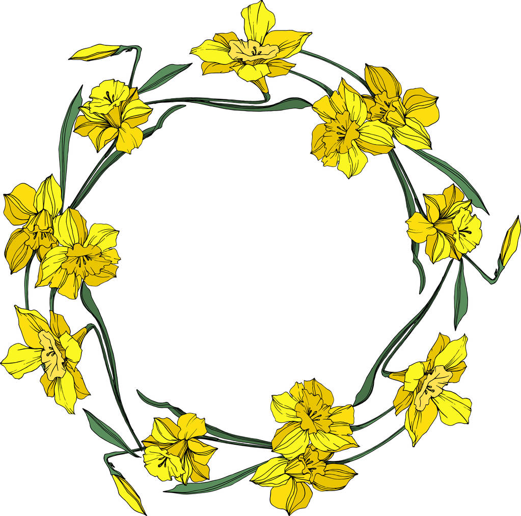 Vektori Keltainen Narcissus kukka kasvitieteellinen kukka. Villi kevään lehti luonnonvarainen kukka eristetty. Kaiverrettua mustetaidetta. Kehyksen raja koriste neliö
. - Vektori, kuva