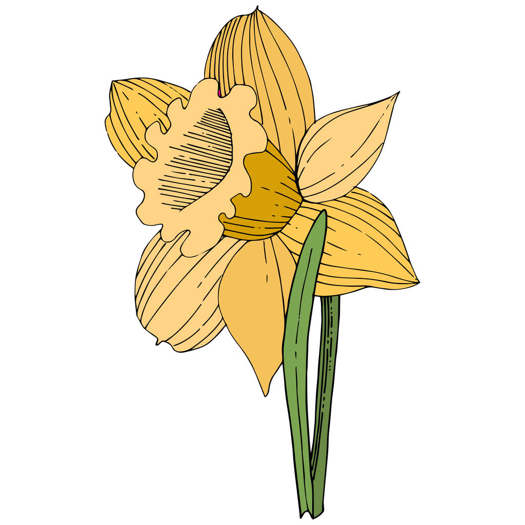 ベクター黄色いスイセンの花植物花。野生春葉のワイルドフラワーが分離されました。刻まれたインク アート。白い背景の分離の水仙の図要素. - ベクター画像